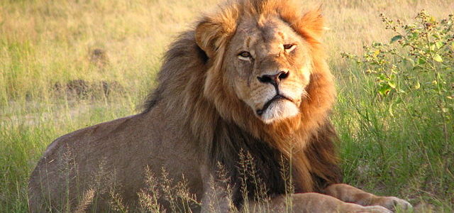 Sign the petition to Congress: Permanently ban import of all big game trophies to United States Sign the petition to Congress: Permanently ban import of all big game trophies to United States