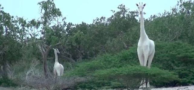 White Giraffes, Bears, and Buffalo, Oh My! White Giraffes, Bears, and Buffalo, Oh My!