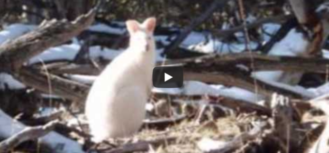 Film & Pictures of White Sacred Animals Film & Pictures of White Sacred Animals