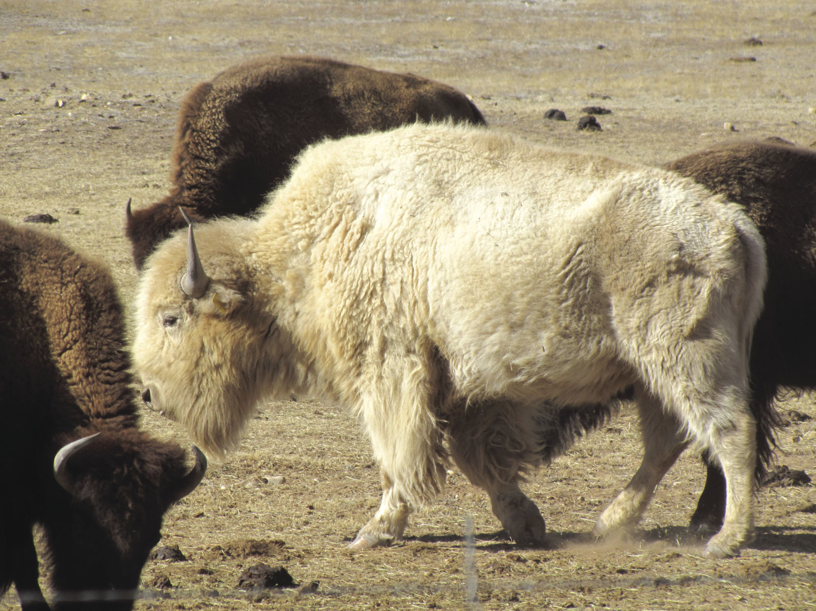 white-buffalo-in-western-colorado-white-spirit-animals-prophets-of