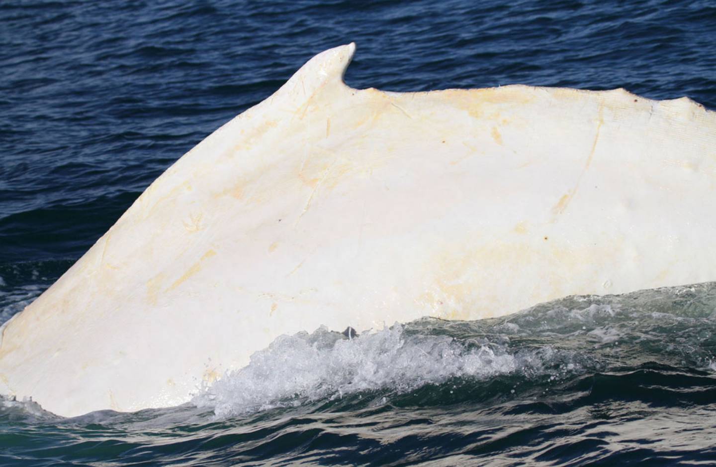 White whale. Белый кит Мигалу. Белый горбатый кит. Кит альбинос. Кашалот альбинос фото.