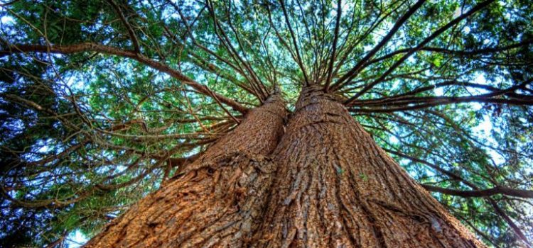 Trees “Look After Each Other” and “Form Bonds Like Old Couples”