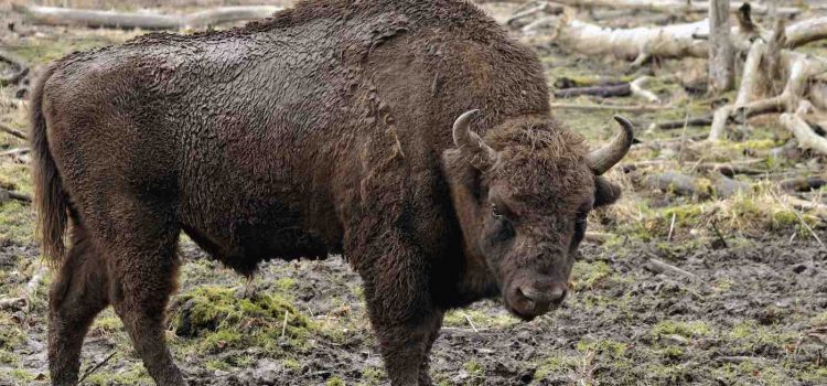 Wild Bison Are Returning to England’s Forests for the First Time in 6,000 Years