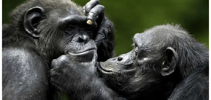 Chimps Can Still Remember Faces After a Quarter Century